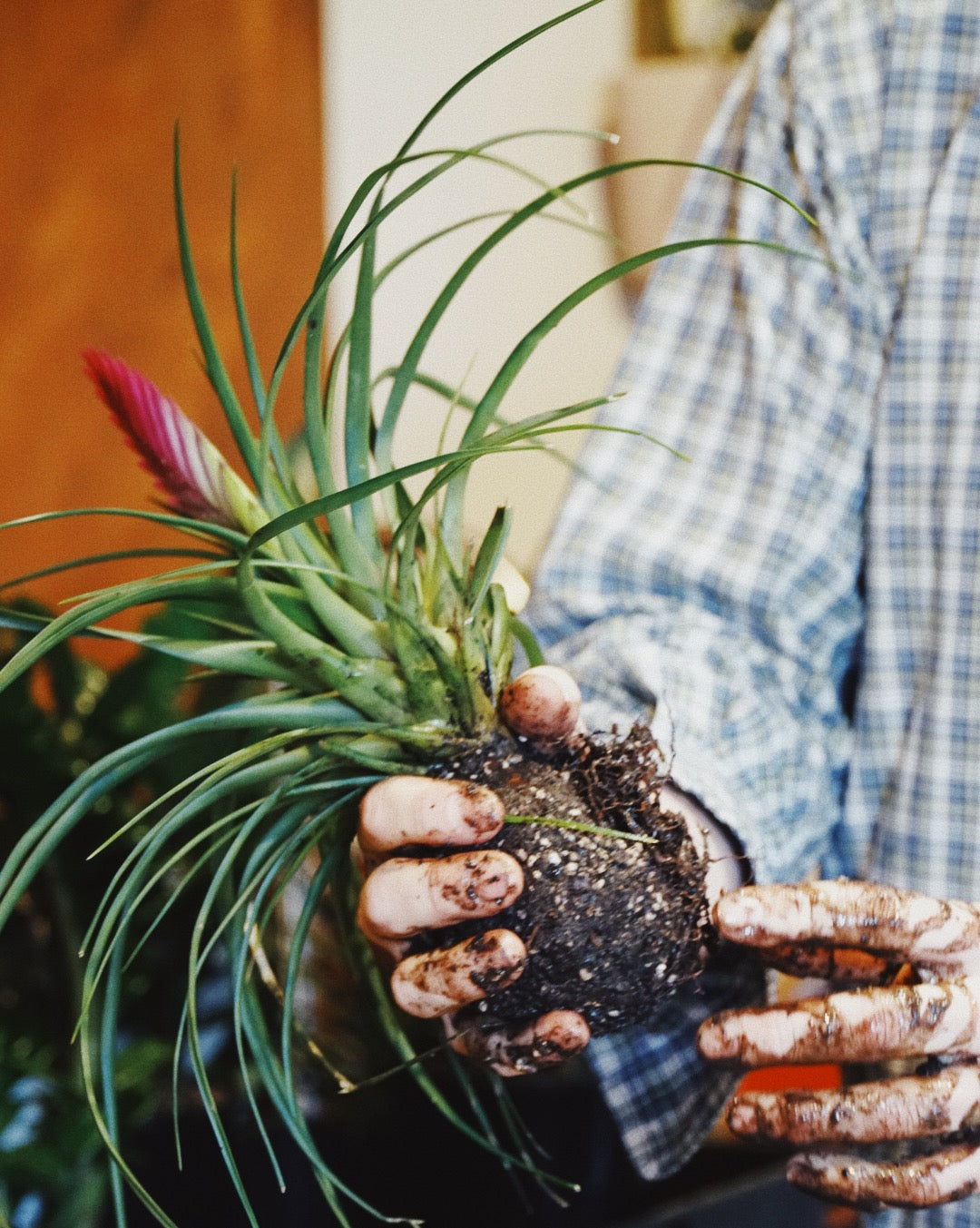 Kokedama Moss Ball Workshop - Melbourne