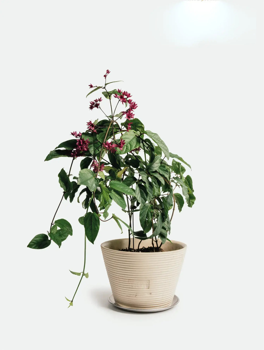 Fermentaion Basket Planter