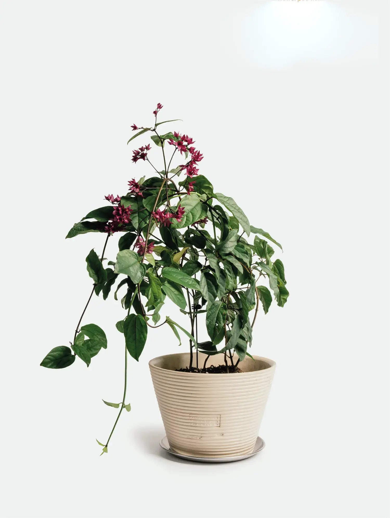 Fermentaion Basket Planter