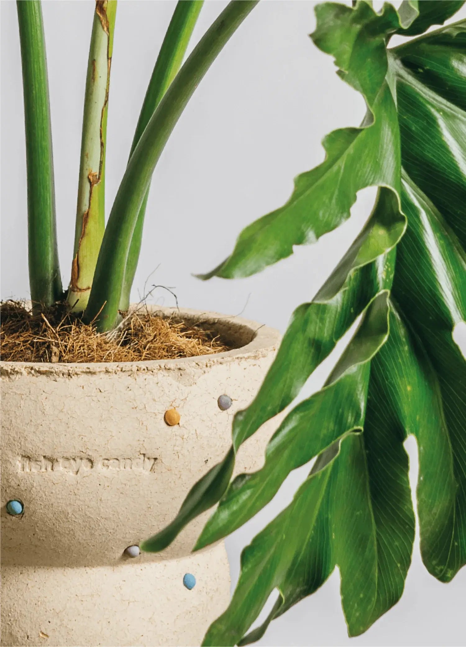 Fish Eye Candy Planter