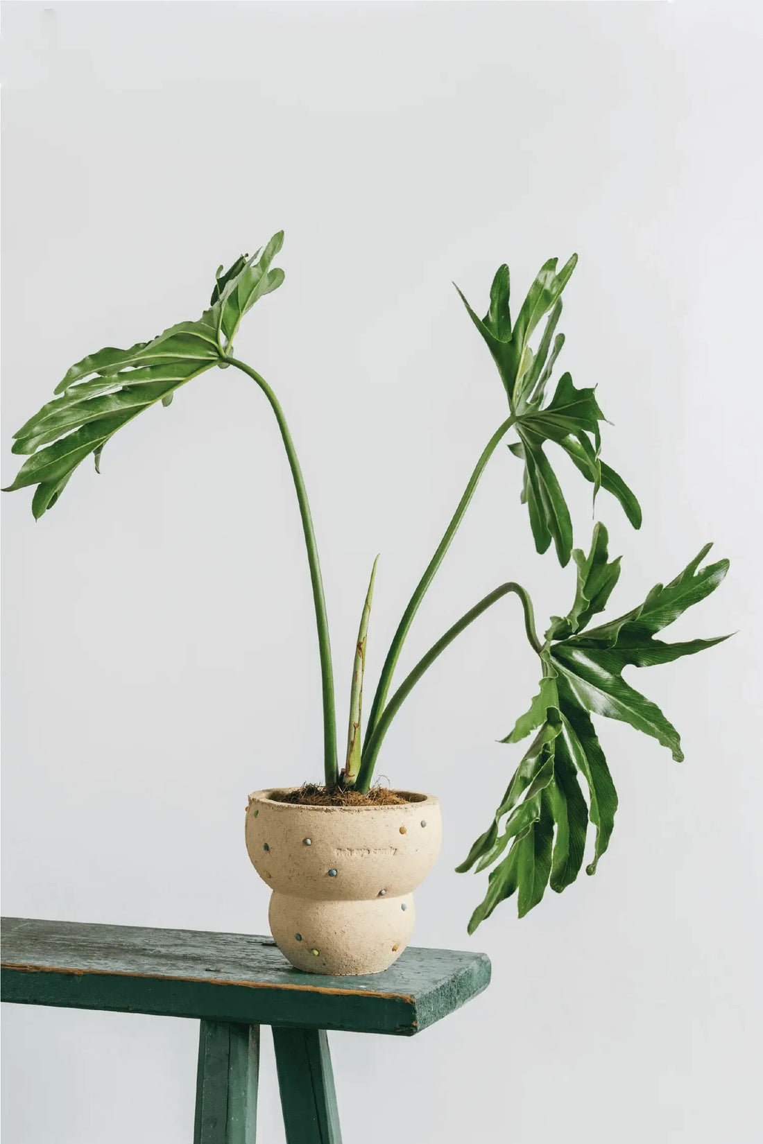 Fish Eye Candy Planter