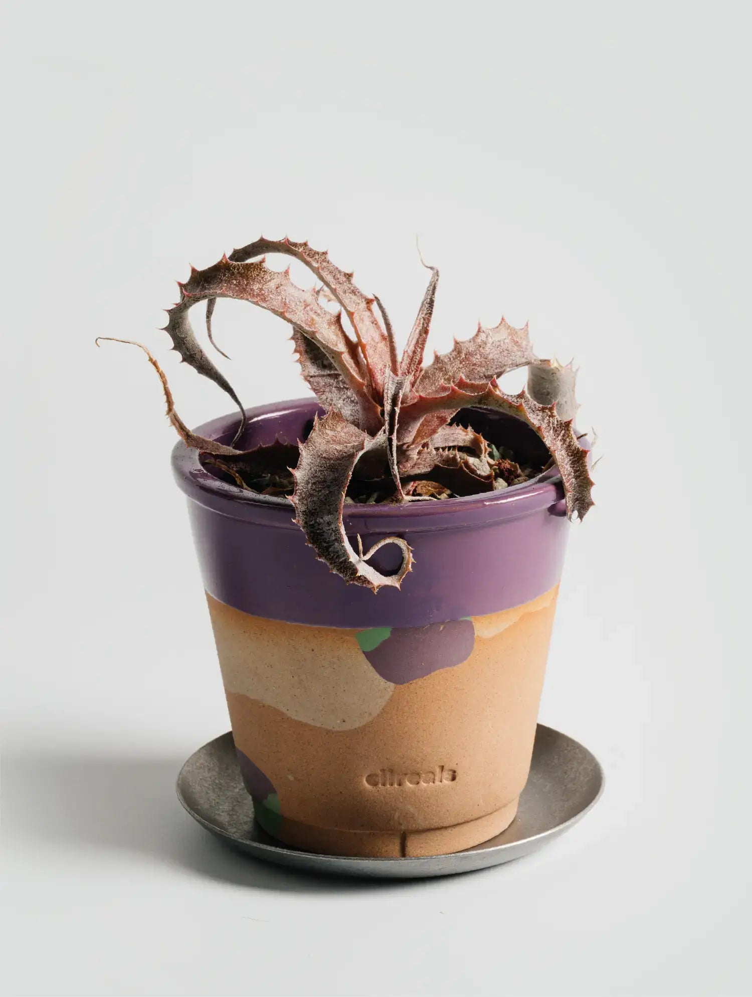 Gewürztraminer Planter