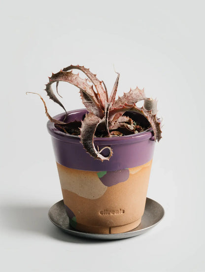 Gewürztraminer Planter