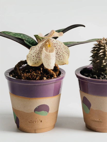 Gewürztraminer Planter