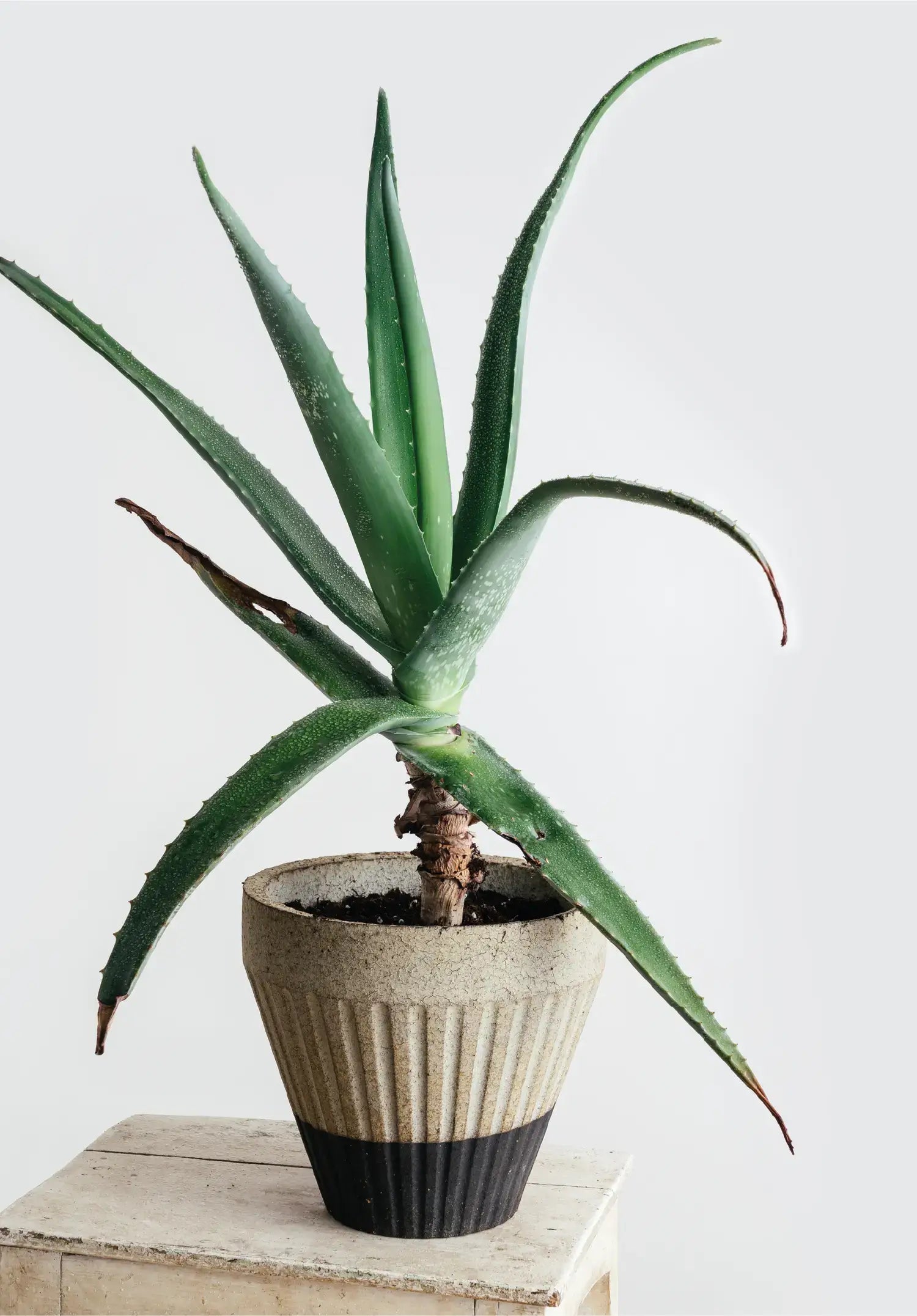 Overnight Muffin Planter