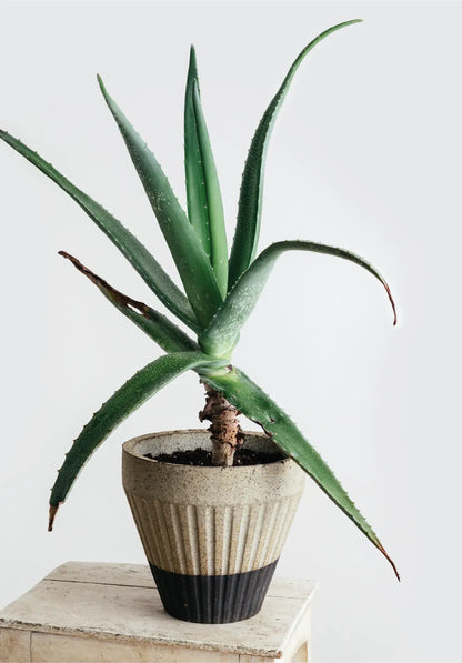 Overnight Muffin Planter