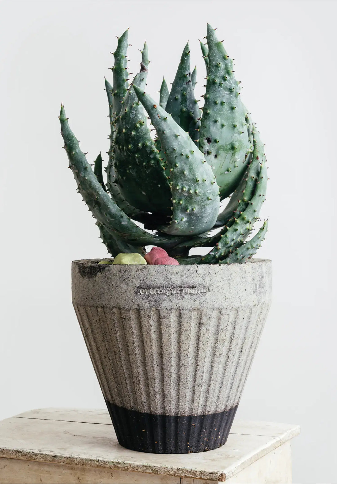 Overnight Muffin Planter