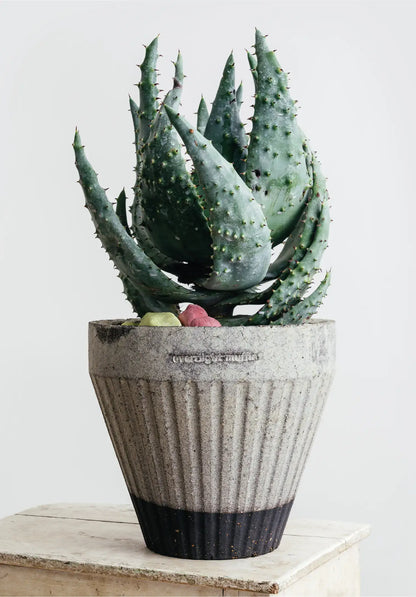 Overnight Muffin Planter