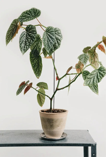 Overnight Toast Planter