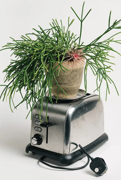 Overnight Toast Planter
