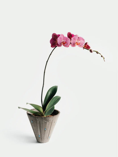 Pouring Rain Planter