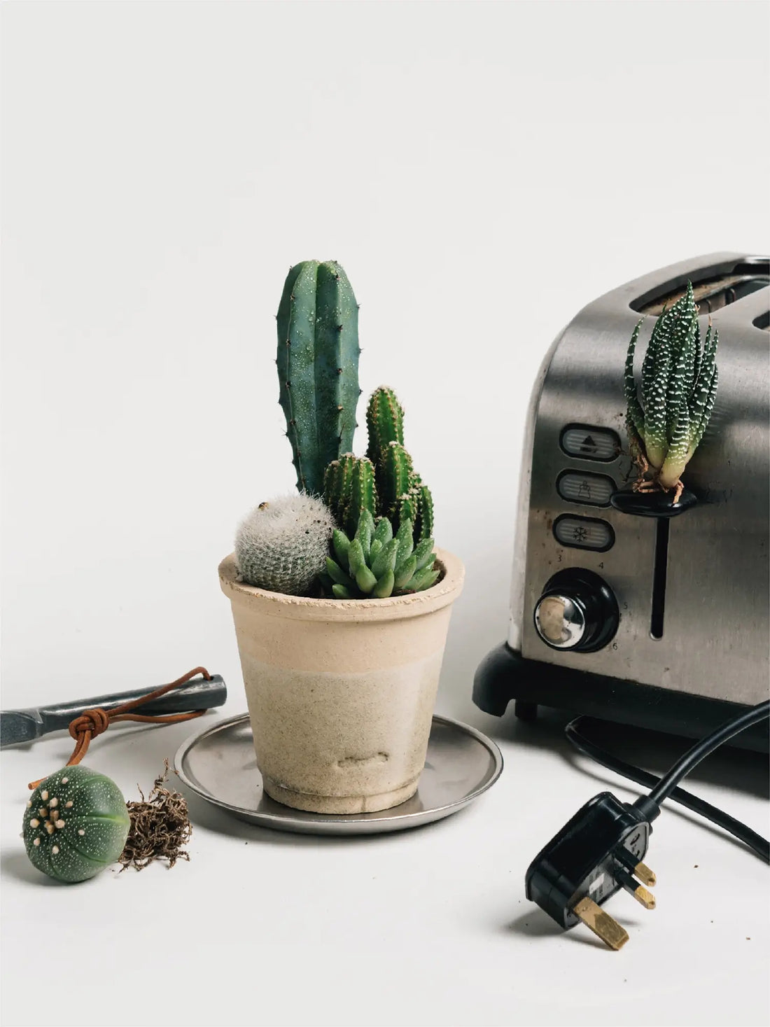 Toast Mini Planter