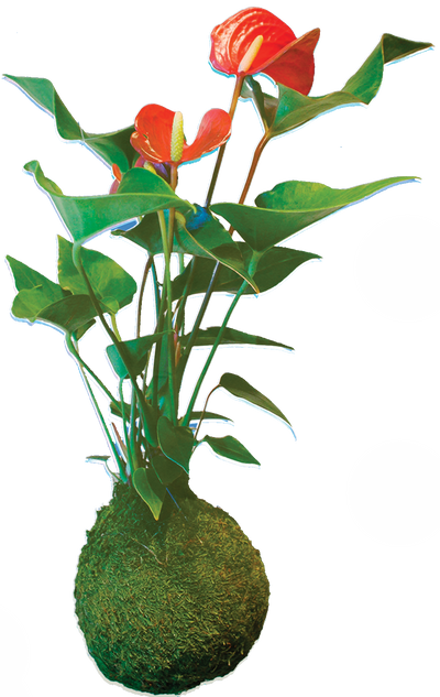 kokedama.png__PID:f405ff63-5217-4c6b-8105-8fa82372d3db